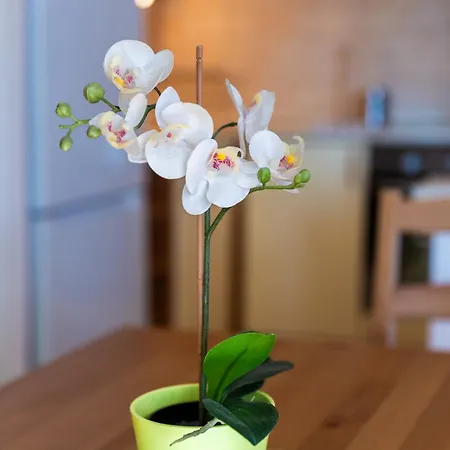 Laguna Family By Bltn 公寓 希欧福克